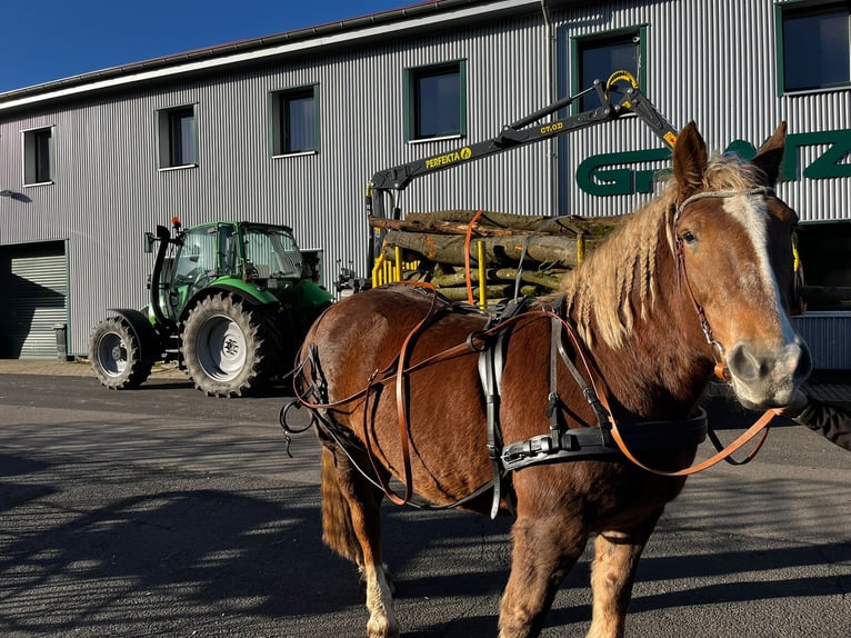 Zuidduits Koudbloed Merrie 10 Jaar 165 cm Vos in Floh-Seligenthal