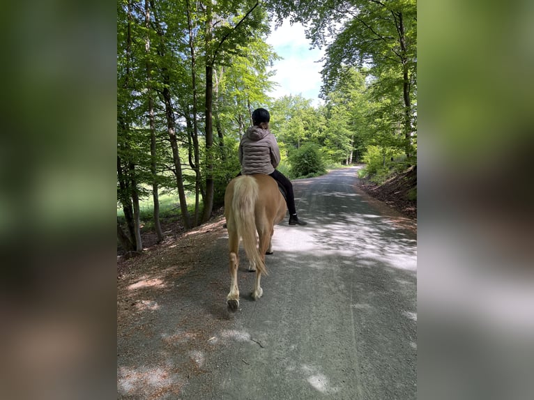 Zuidduits Koudbloed Merrie 10 Jaar 165 cm Vos in Floh-Seligenthal
