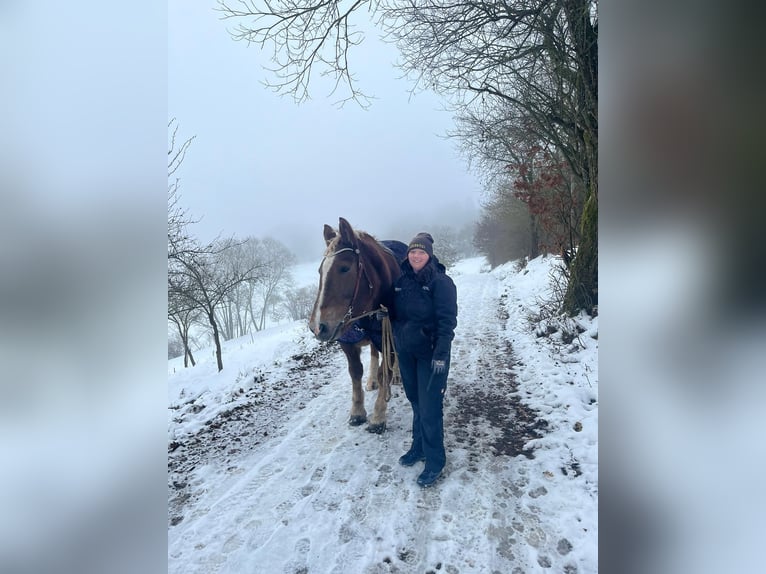 Zuidduits Koudbloed Merrie 10 Jaar 165 cm Vos in Floh-Seligenthal