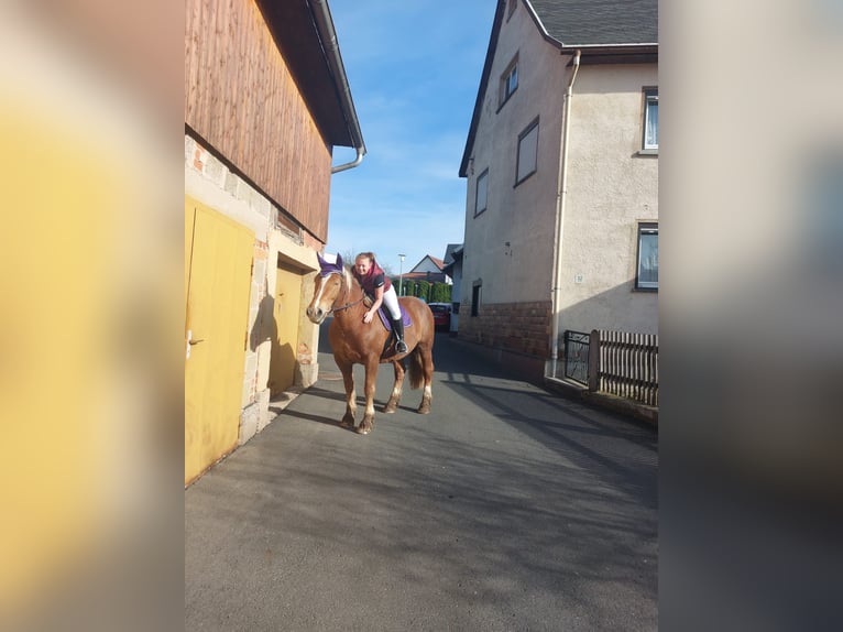 Zuidduits Koudbloed Merrie 10 Jaar 165 cm Vos in Floh-Seligenthal