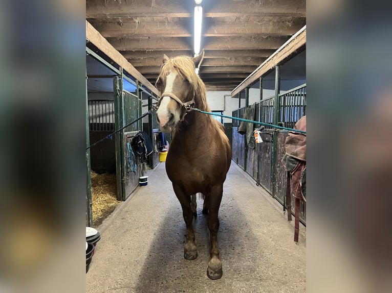 Zuidduits Koudbloed Merrie 11 Jaar 162 cm Vos in Pfullendorf