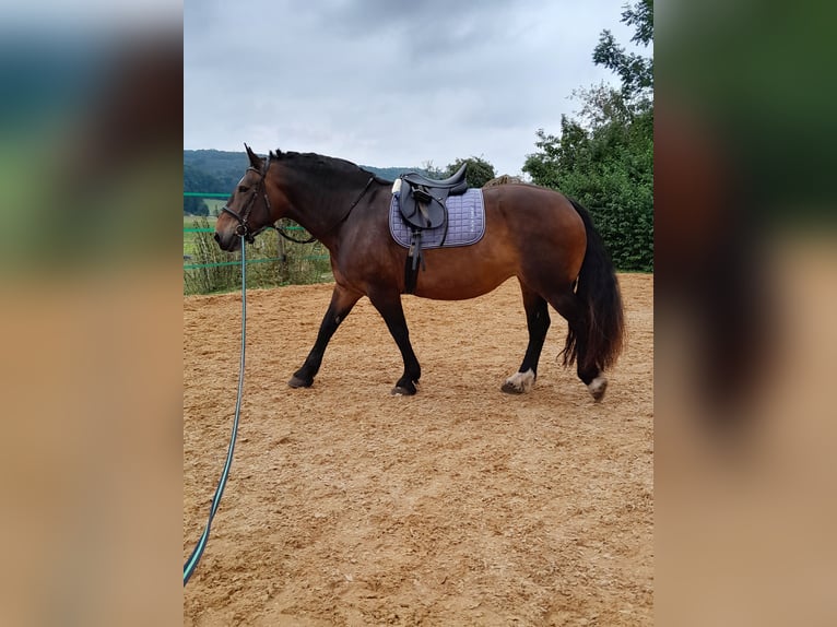 Zuidduits Koudbloed Merrie 11 Jaar 163 cm Donkerbruin in Dischingen