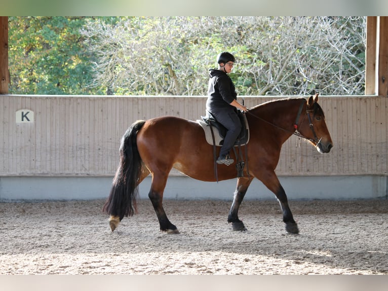 Zuidduits Koudbloed Merrie 13 Jaar 162 cm Bruin in Haigerloch