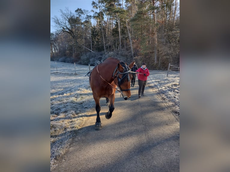 Zuidduits Koudbloed Merrie 13 Jaar 162 cm Bruin in Haigerloch