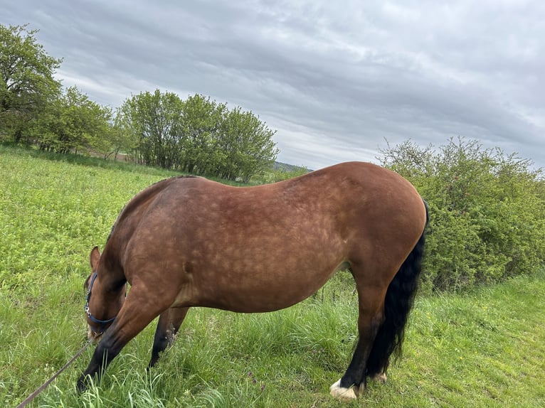 Zuidduits Koudbloed Merrie 13 Jaar 162 cm Bruin in Haigerloch