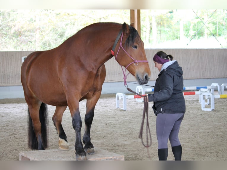 Zuidduits Koudbloed Merrie 13 Jaar 162 cm Bruin in Haigerloch
