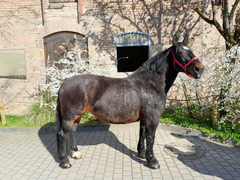 Zuidduits Koudbloed Merrie 15 Jaar 168 cm Bruin in Wiesbaden