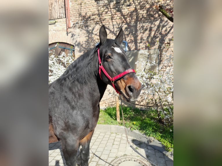 Zuidduits Koudbloed Merrie 15 Jaar 168 cm Bruin in Wiesbaden