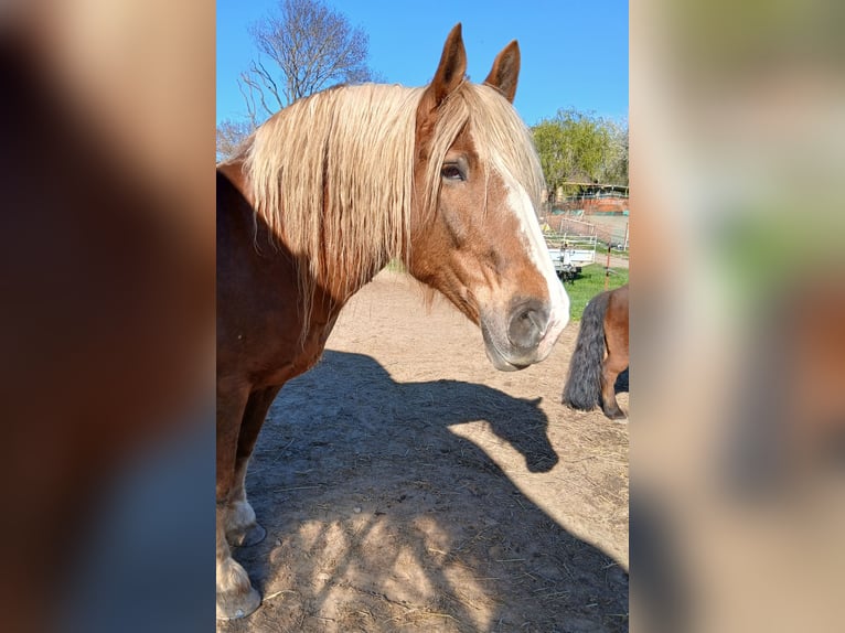 Zuidduits Koudbloed Merrie 16 Jaar 163 cm Donkere-vos in Großpösna