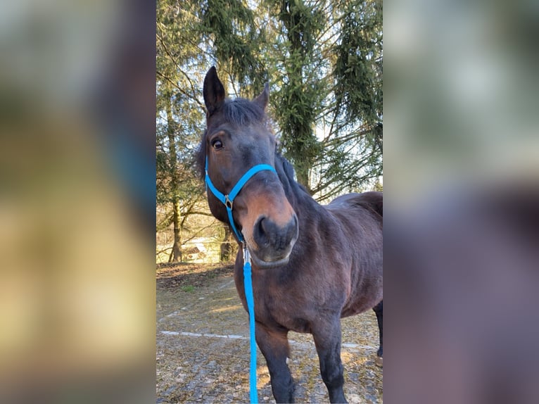 Zuidduits Koudbloed Merrie 20 Jaar 165 cm Donkerbruin in Birstein