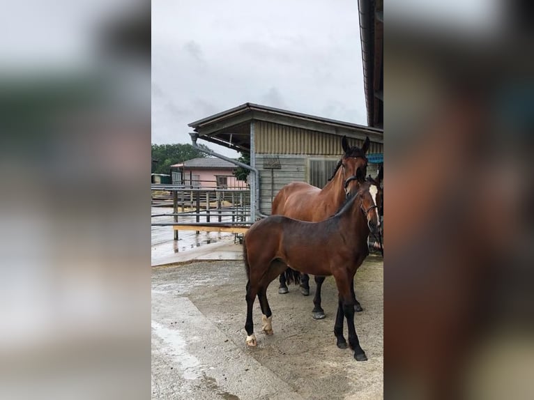 Zuidduits Koudbloed Merrie 2 Jaar 165 cm Bruin in Oberzent