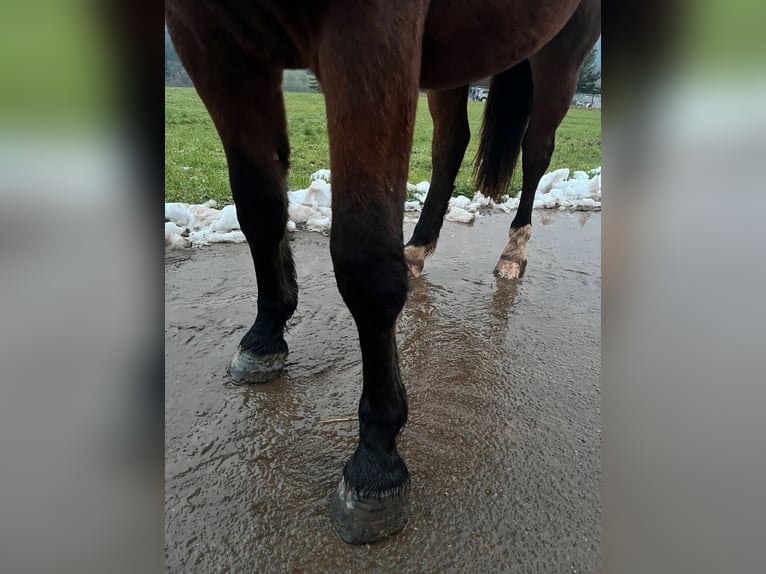 Zuidduits Koudbloed Merrie 2 Jaar 165 cm Bruin in Oberzent