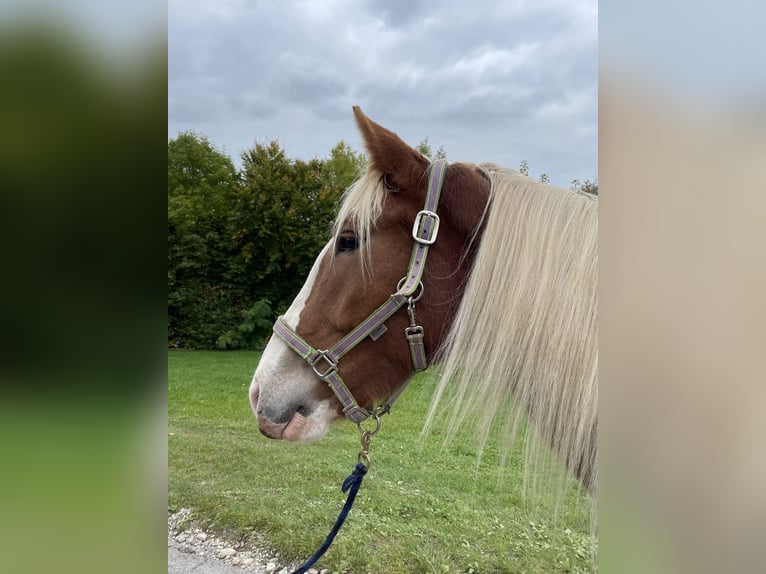 Zuidduits Koudbloed Merrie 2 Jaar 165 cm Vos in Sankt Wolfgang