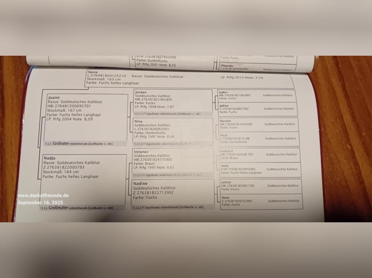 Zuidduits Koudbloed Merrie 2 Jaar 165 cm Vos in Sankt Wolfgang