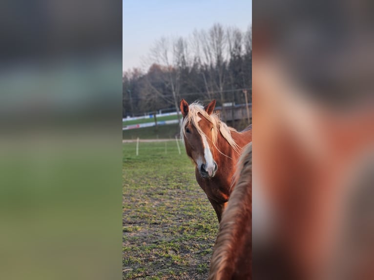 Zuidduits Koudbloed Merrie 3 Jaar 148 cm Vos in Buttenwiesen