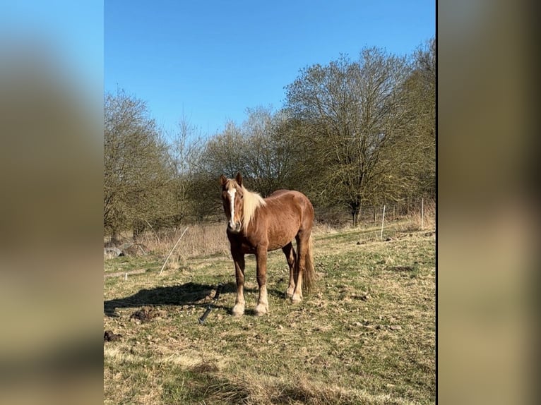 Zuidduits Koudbloed Merrie 3 Jaar 155 cm Bruin in Friedewald