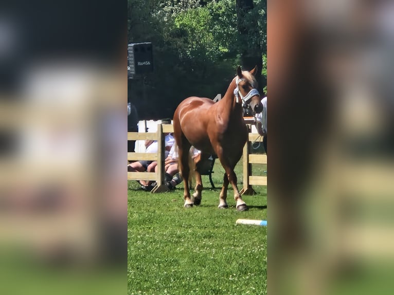 Zuidduits Koudbloed Merrie 3 Jaar 165 cm Vos in Halblech