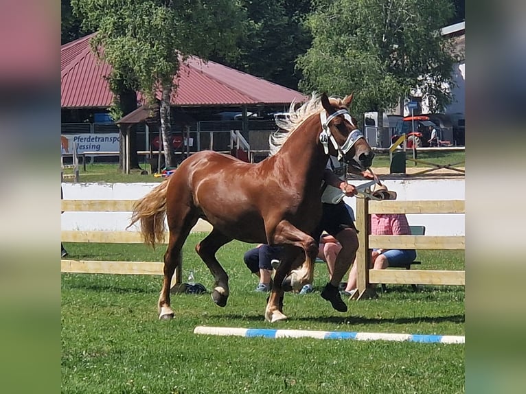 Zuidduits Koudbloed Merrie 3 Jaar 165 cm Vos in Halblech
