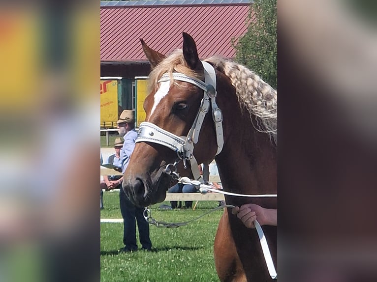 Zuidduits Koudbloed Merrie 3 Jaar 165 cm Vos in Halblech
