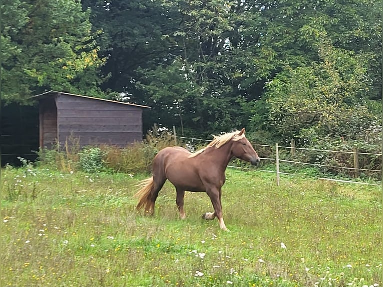 Zuidduits Koudbloed Merrie 4 Jaar 160 cm Donkere-vos in Mömbris