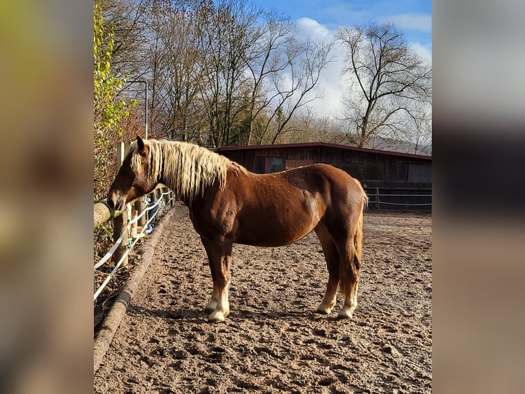 Zuidduits Koudbloed Merrie 4 Jaar 160 cm Donkere-vos in Mömbris