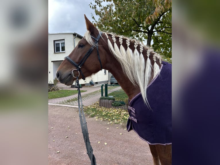Zuidduits Koudbloed Merrie 4 Jaar 165 cm Vos in Köthen