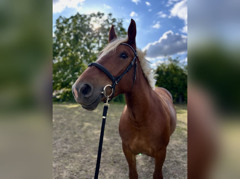 Zuidduits Koudbloed Merrie 4 Jaar 165 cm Vos in Köthen