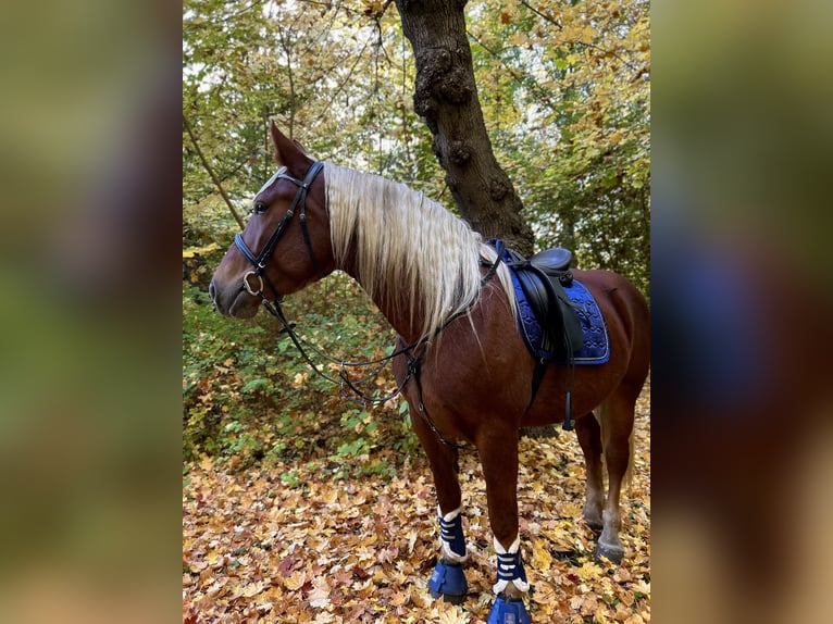 Zuidduits Koudbloed Merrie 4 Jaar 165 cm Vos in Köthen