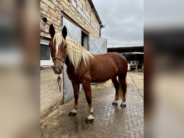 Zuidduits Koudbloed Merrie 4 Jaar 165 cm Vos in Köthen