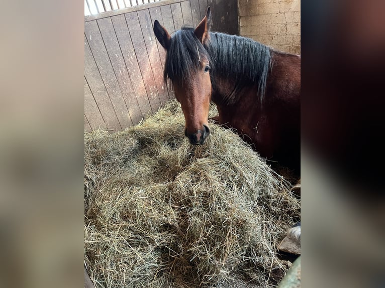 Zuidduits Koudbloed Merrie 4 Jaar 170 cm Bruin in T&#xFC;bingen