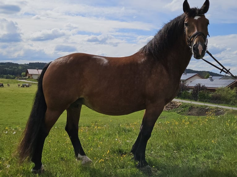 Zuidduits Koudbloed Merrie 5 Jaar 162 cm Bruin in Rettenbach am Auerberg