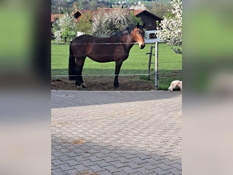 Zuidduits Koudbloed Merrie 5 Jaar 170 cm Donkerbruin in Hohenwarth