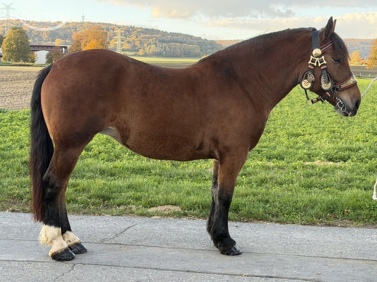 Zuidduits Koudbloed Merrie 7 Jaar 160 cm Bruin in Riedlingen