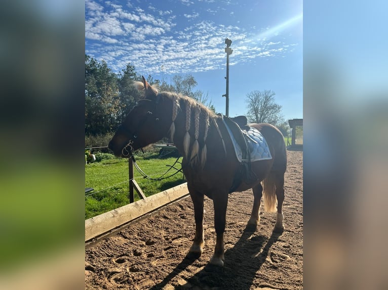 Zuidduits Koudbloed Merrie 7 Jaar 165 cm Donkere-vos in Landsberg am Lech