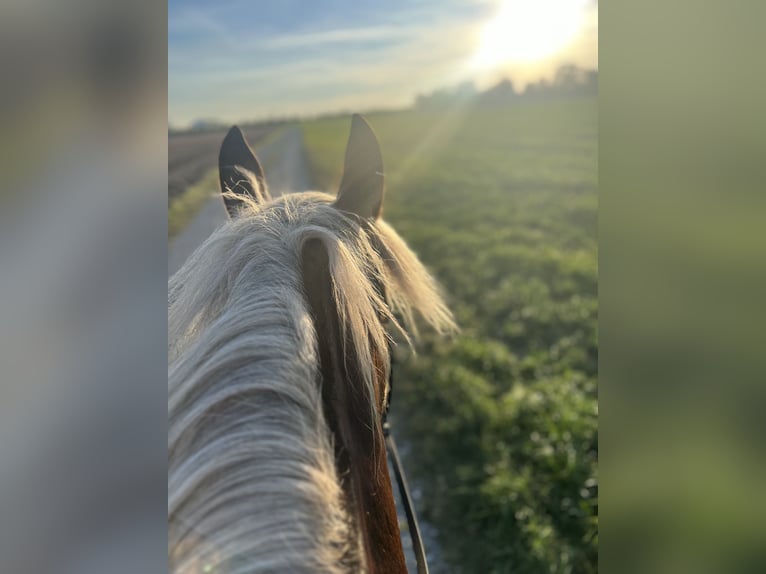 Zuidduits Koudbloed Merrie 7 Jaar 165 cm Donkere-vos in Landsberg am Lech