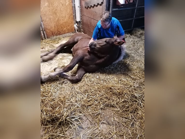 Zuidduits Koudbloed Merrie veulen (05/2024) 165 cm Donkere-vos in Schwindegg