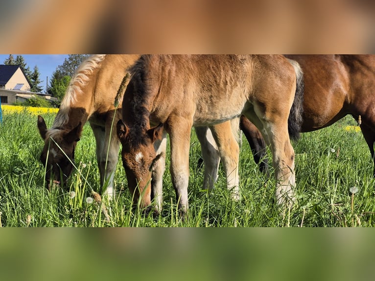 Zuidduits Koudbloed Merrie Veulen (03/2026)  in Priestewitz
