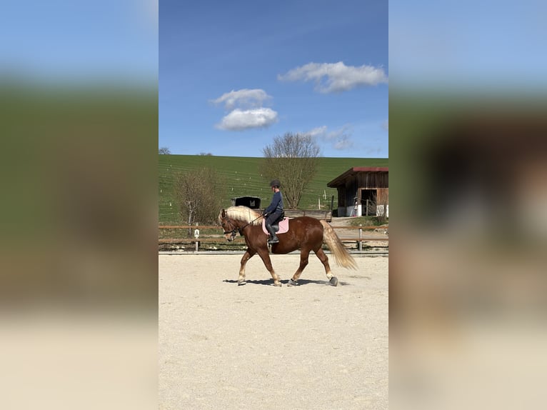 Zuidduits Koudbloed Ruin 10 Jaar 175 cm Vos in Wiesenfelden