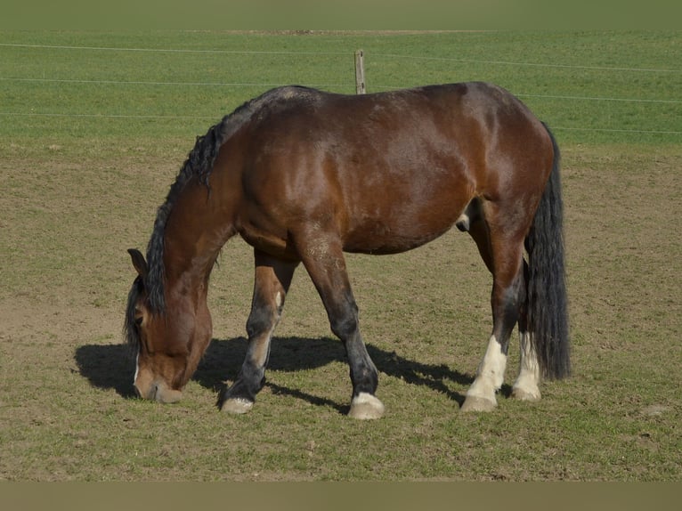Zuidduits Koudbloed Ruin 11 Jaar 172 cm Bruin in Bad K&#xF6;tzting