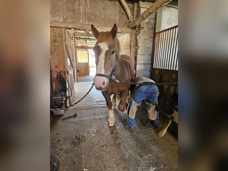 Zuidduits Koudbloed Ruin 15 Jaar 165 cm Vos in Wassenberg