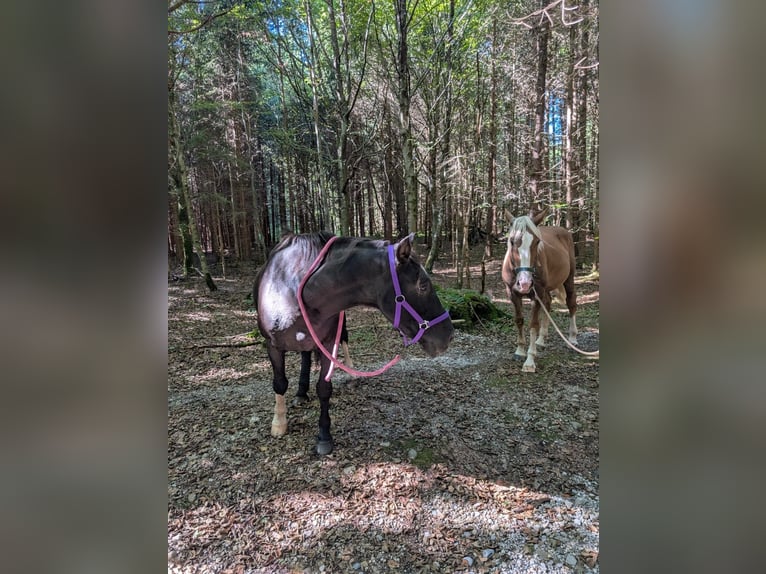 Zuidduits Koudbloed Ruin 1 Jaar 150 cm Donkere-vos in Holzkirchen