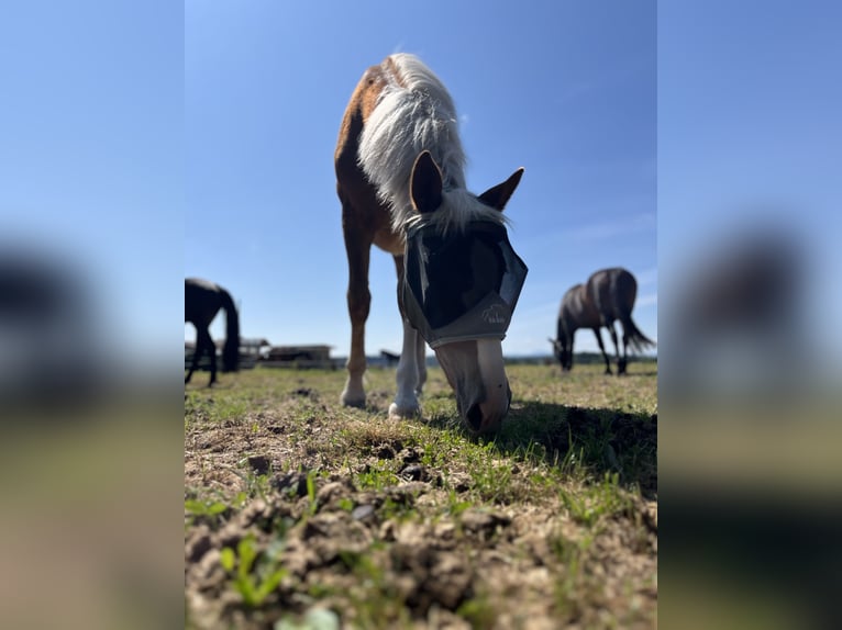 Zuidduits Koudbloed Ruin 2 Jaar 150 cm Donkere-vos in Holzkirchen