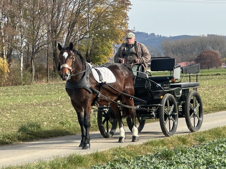 Zuidduits Koudbloed Ruin 2 Jaar 165 cm Donkerbruin in Riedlingen