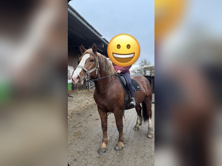 Zuidduits Koudbloed Ruin 2 Jaar 165 cm Vos in Alfdorf