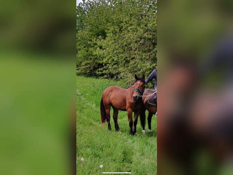 Zuidduits Koudbloed Ruin 2 Jaar 170 cm Bruin in Wasungen Ortsteil Hümpfershausen Zuidduits Koudbloed Ruin 2 Jaar 170 cm Bruin in Wasungen Ortsteil Hümpfershausen