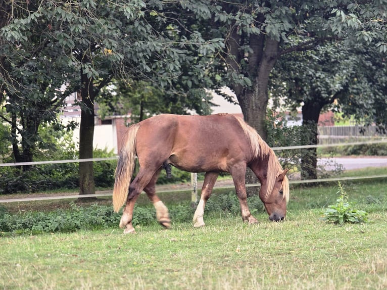 Zuidduits Koudbloed Ruin 3 Jaar 155 cm Donkere-vos in Lonnig