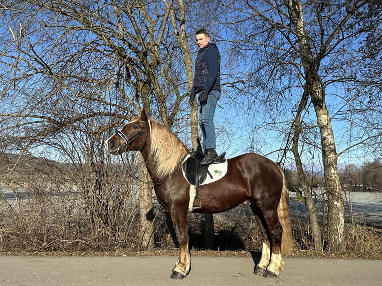 Zuidduits Koudbloed Ruin 3 Jaar 160 cm Donkere-vos in Riedlingen