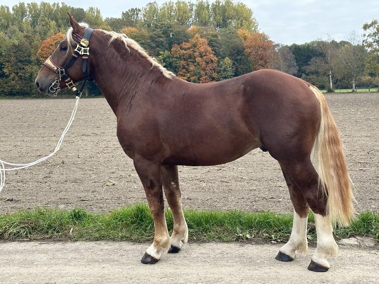 Zuidduits Koudbloed Ruin 3 Jaar 164 cm Donkere-vos in Riedlingen