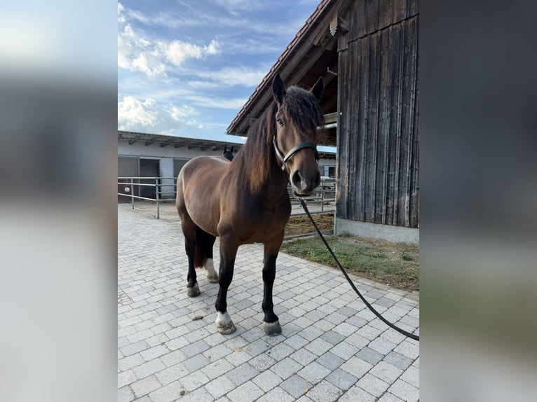 Zuidduits Koudbloed Ruin 3 Jaar 165 cm Bruin in Langerringen