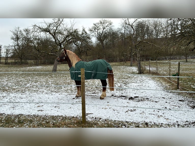 Zuidduits Koudbloed Ruin 4 Jaar 160 cm Donkere-vos in Pfaffenhofen